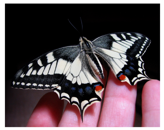 Papilio machaon - trasformazione da bruco a crisalide!